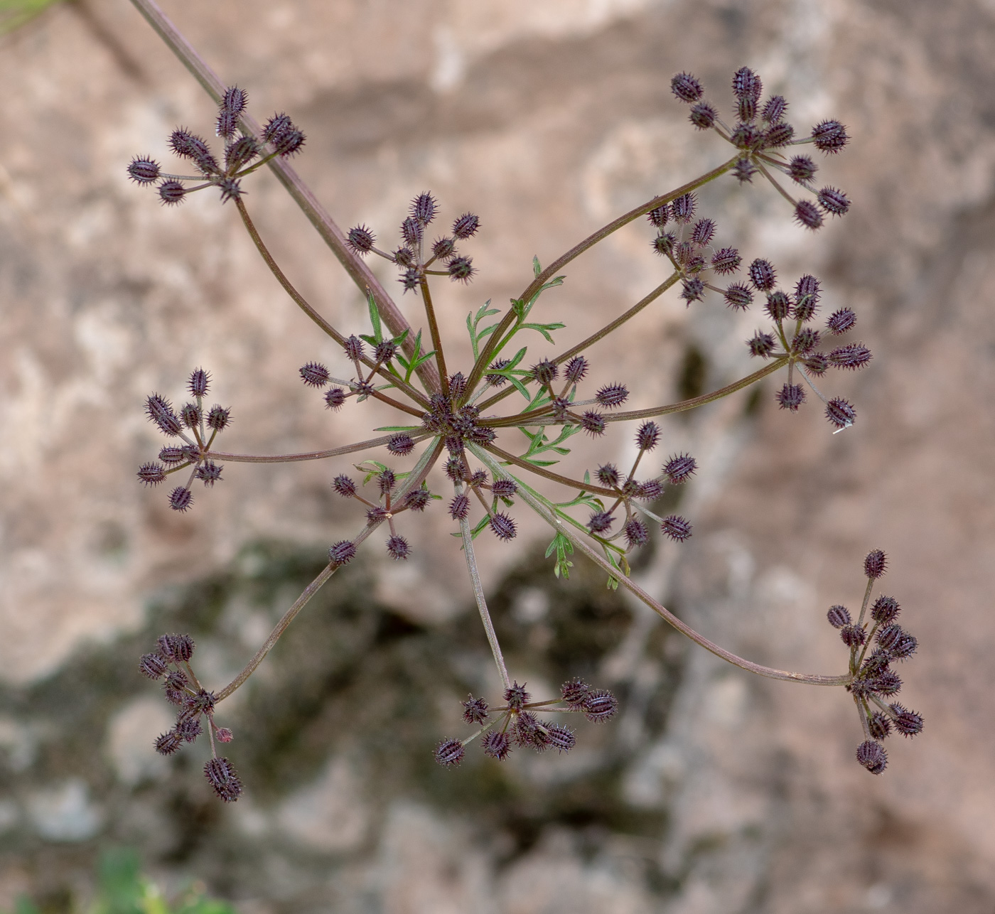 Изображение особи Daucus montanus.