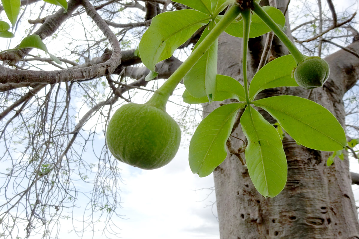 Изображение особи Adansonia digitata.