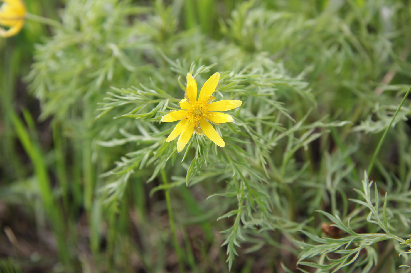 Image of Adonis volgensis specimen.