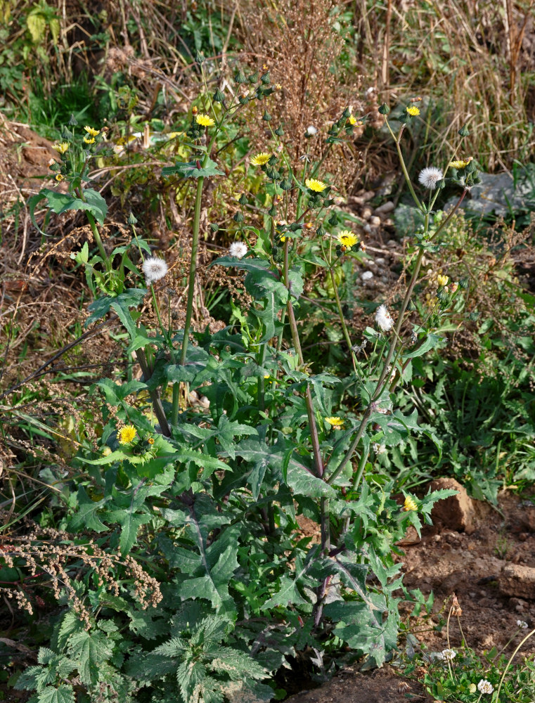 Изображение особи Sonchus oleraceus.