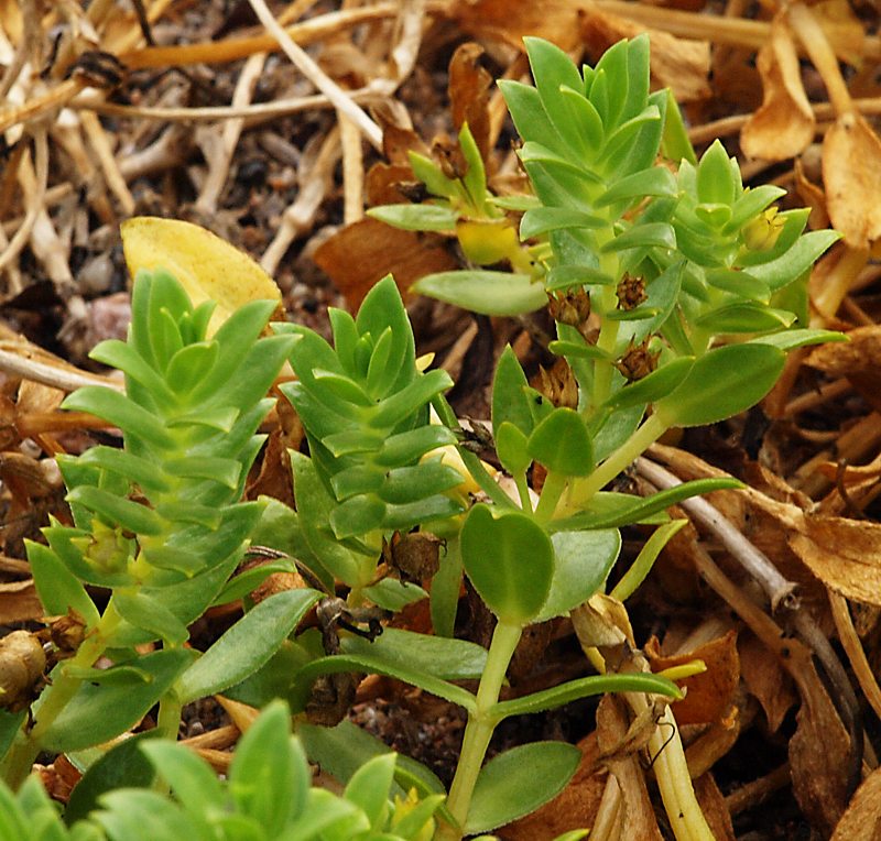 Image of Honckenya peploides ssp. major specimen.