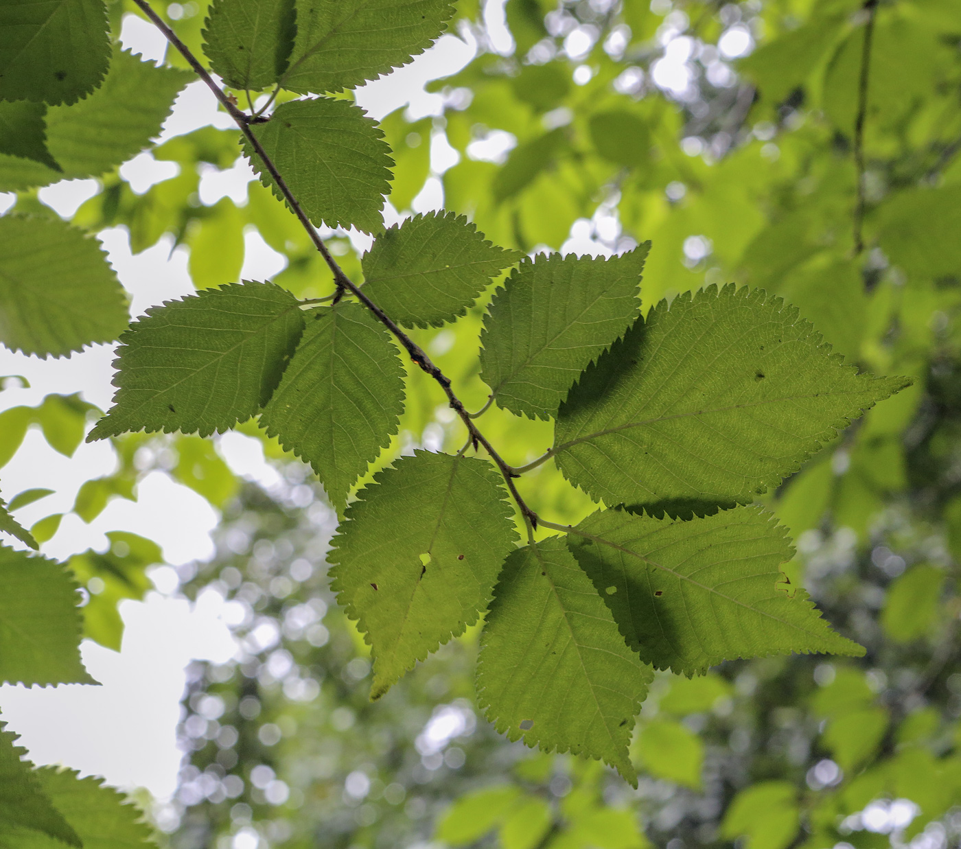 Изображение особи род Betula.