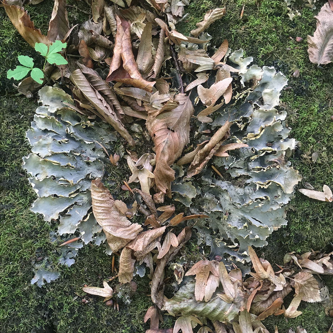 Image of genus Peltigera specimen.