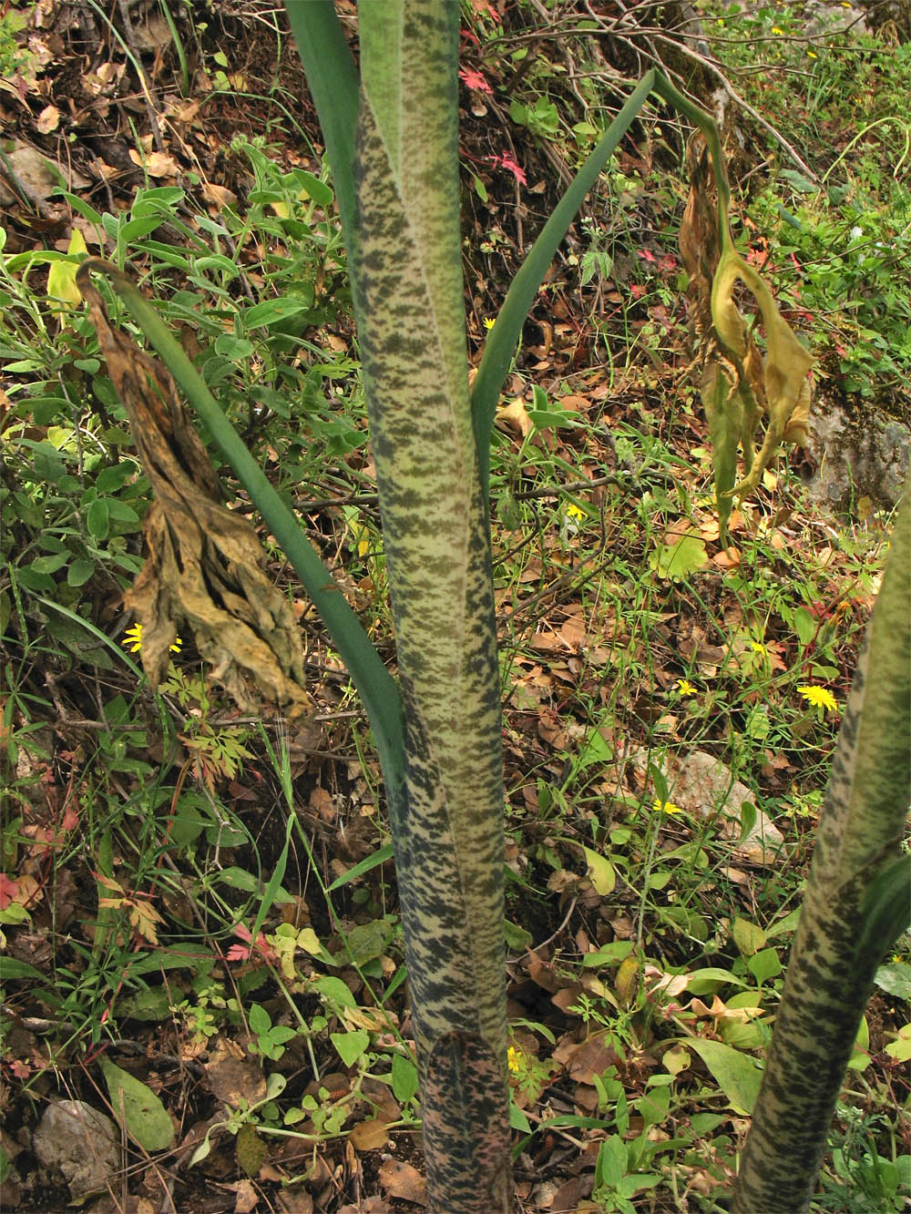 Image of Dracunculus vulgaris specimen.