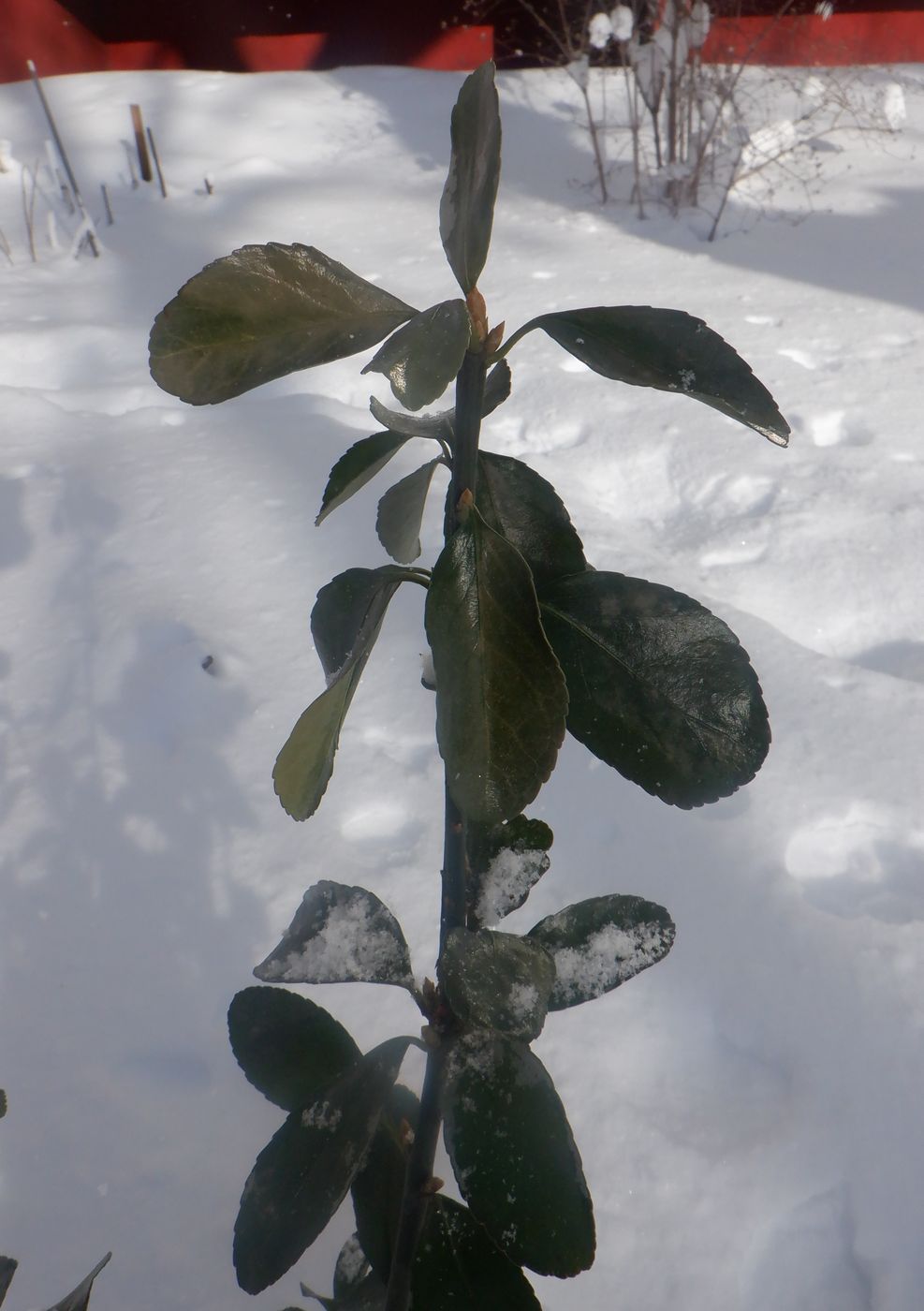 Изображение особи Euonymus japonicus.