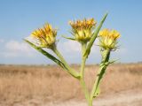 Inula caspica