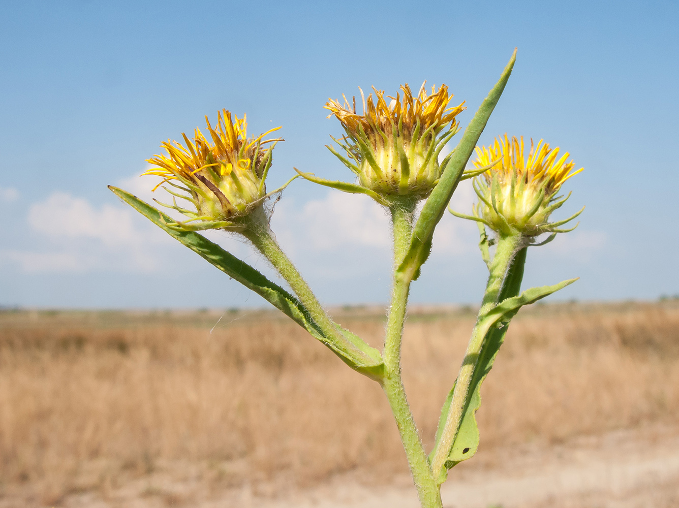 Изображение особи Inula caspica.