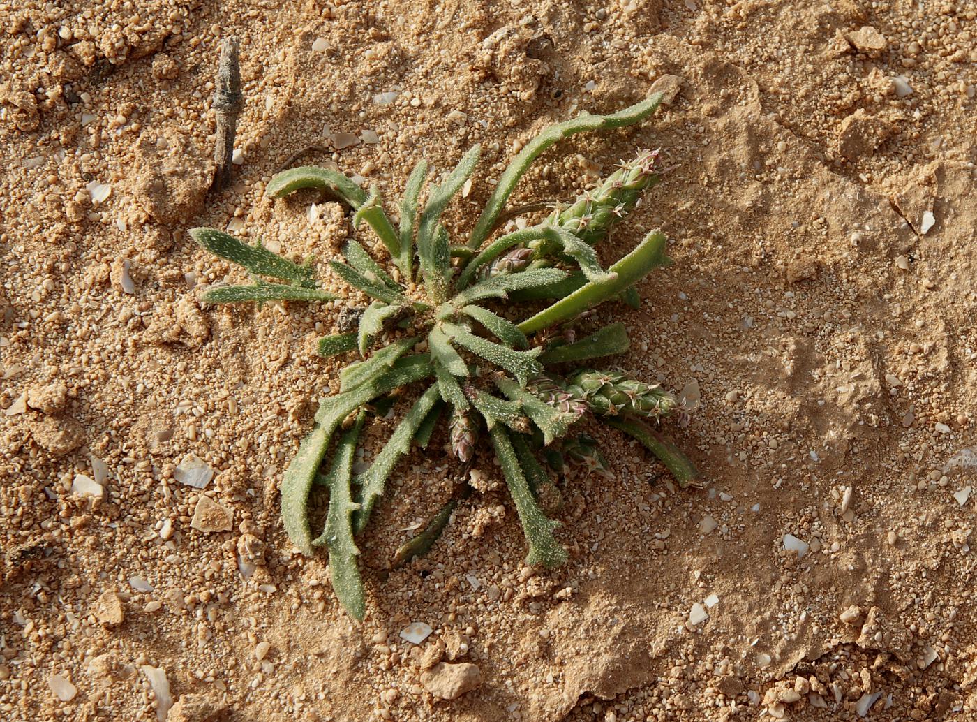 Image of Plantago crypsoides specimen.