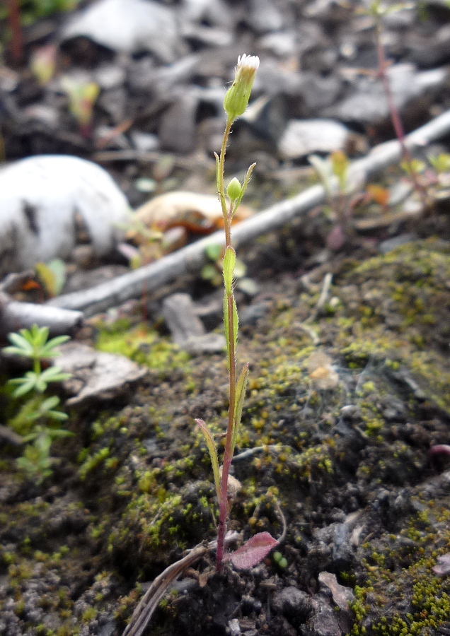 Image of genus Erigeron specimen.