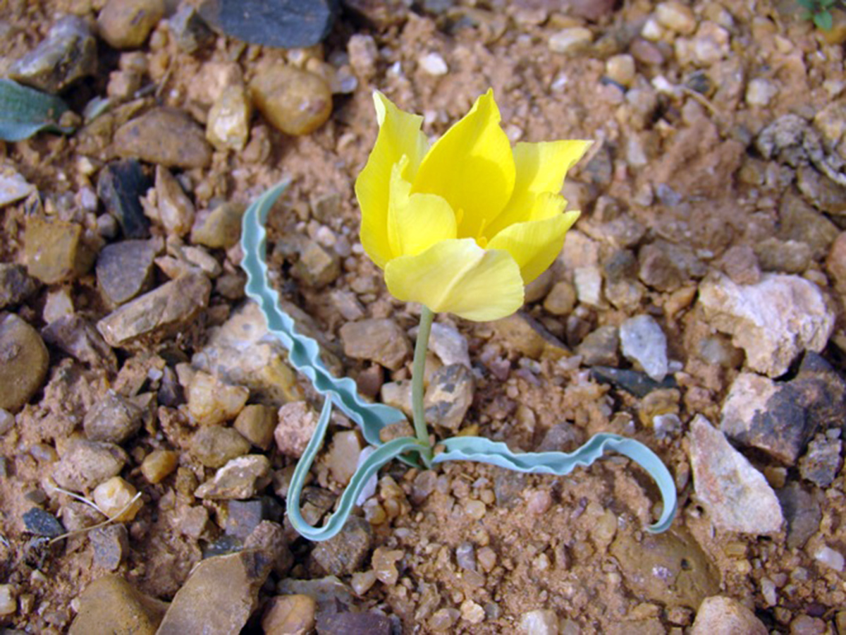 Изображение особи Tulipa korolkowii.