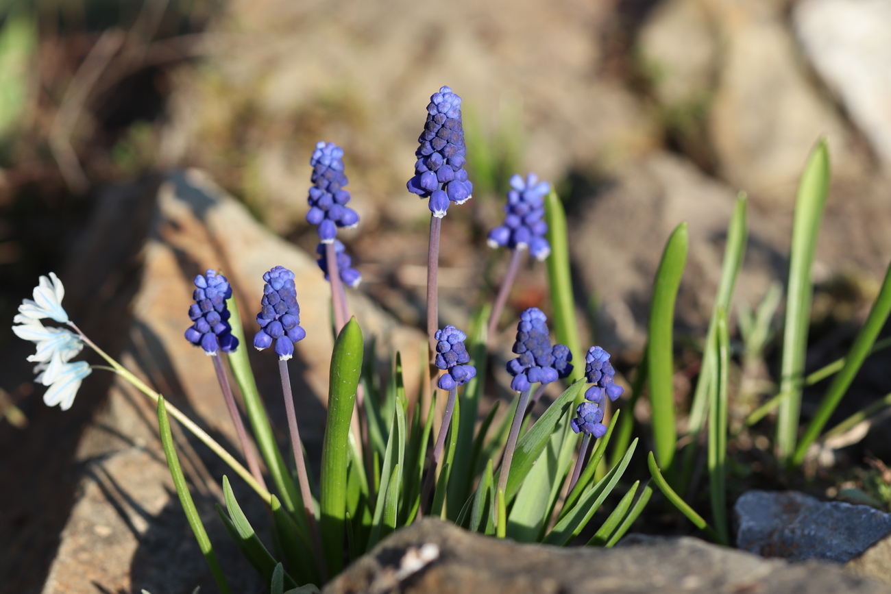 Image of genus Muscari specimen.