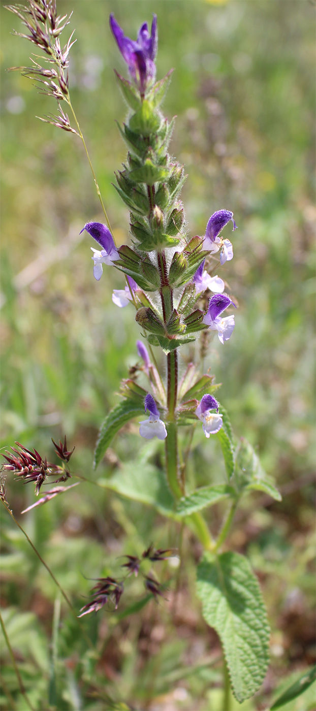 Изображение особи Salvia viridis.