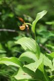 Cypripedium shanxiense