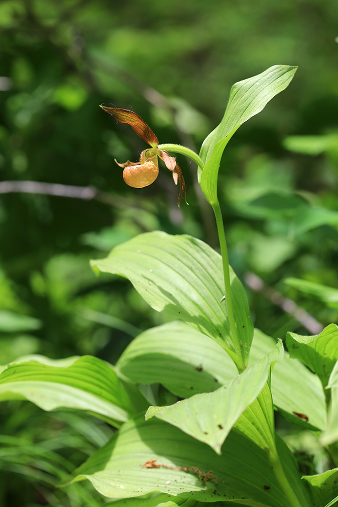 Изображение особи Cypripedium shanxiense.