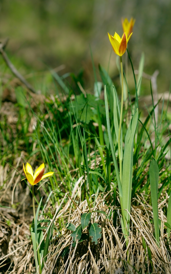 Изображение особи Tulipa anadroma.