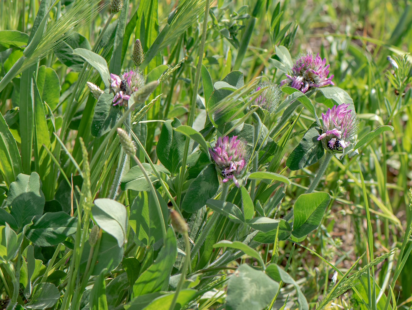 Image of Trifolium pratense specimen.