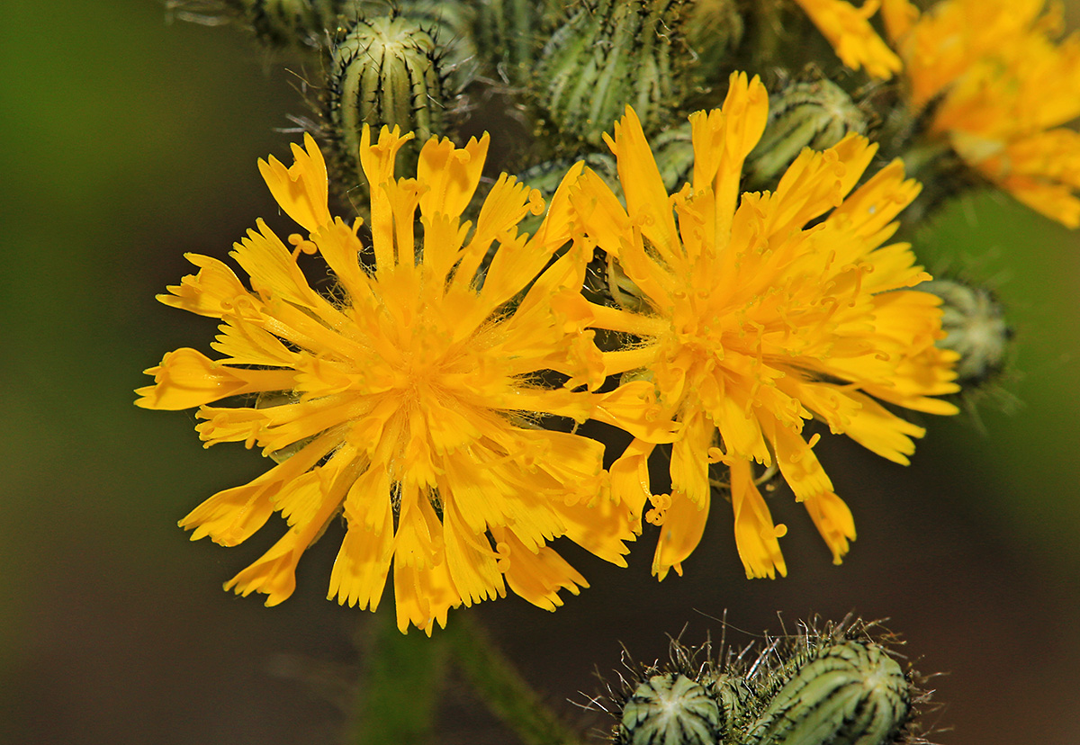 Image of Pilosella &times; floribunda specimen.