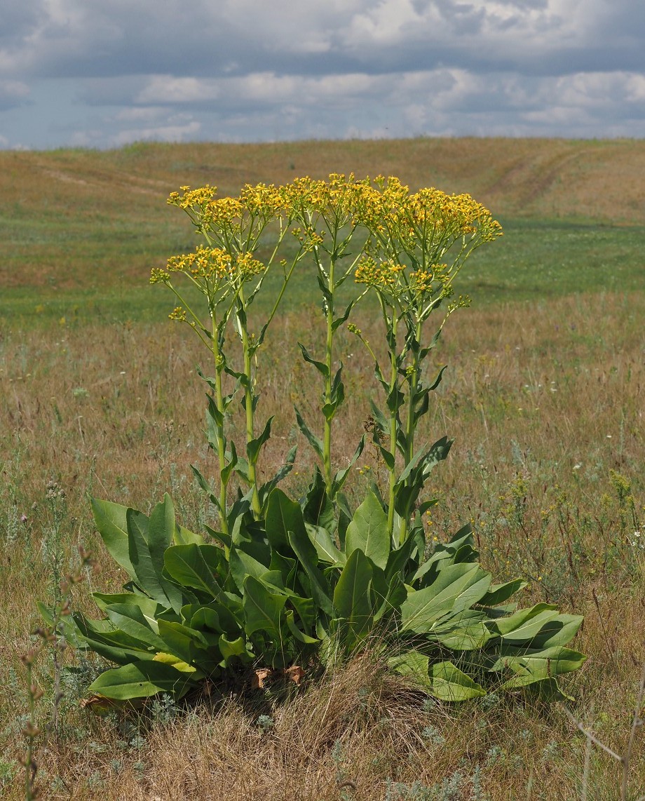 Image of Senecio schwetzowii specimen.