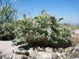 Phlomoides sewerzovii. Доцветающее растение. Южный Казахстан, Сырдарьинский Каратау, горы Улькунбурултау, ≈ 950 м н.у.м., каменистый склон сев. экспозиции. 16 мая 2021 г.
