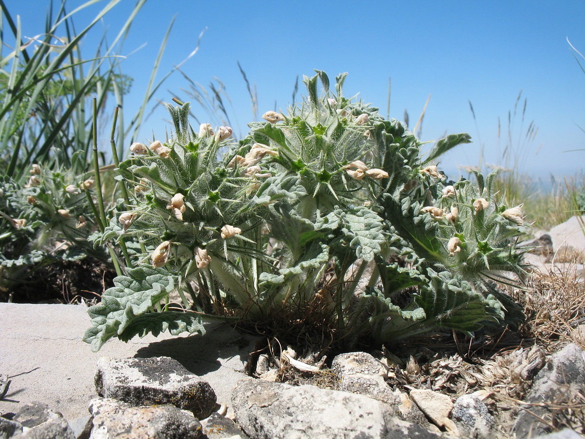 Изображение особи Phlomoides sewerzovii.