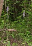 Dactylorhiza saccifera