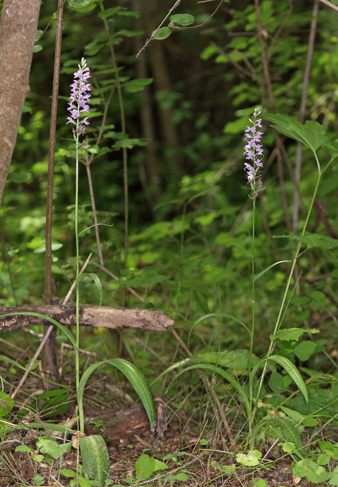 Изображение особи Dactylorhiza saccifera.