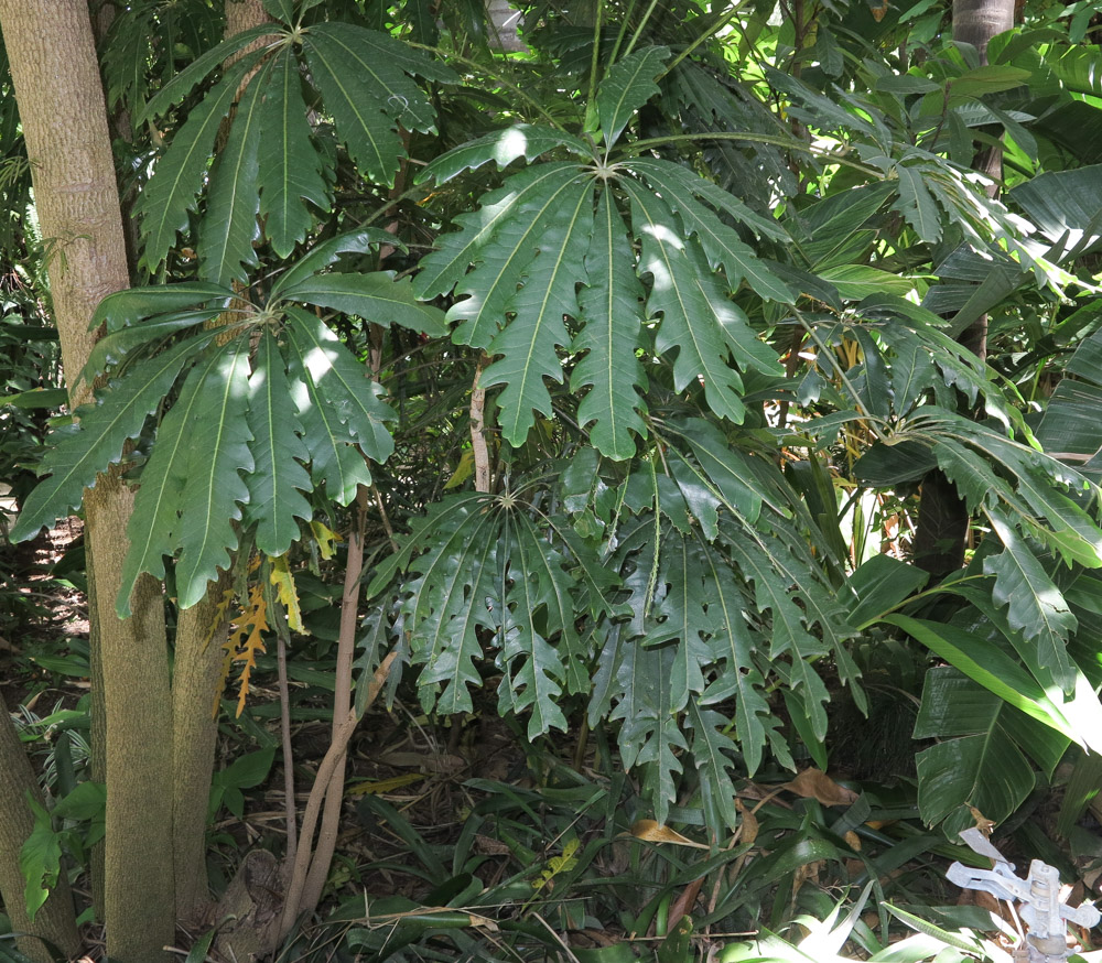 Image of Plerandra elegantissima specimen.