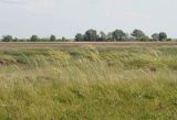 Stipa capillata