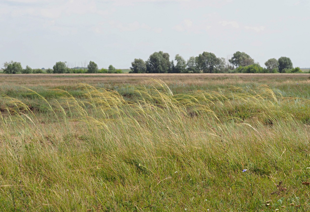 Изображение особи Stipa capillata.