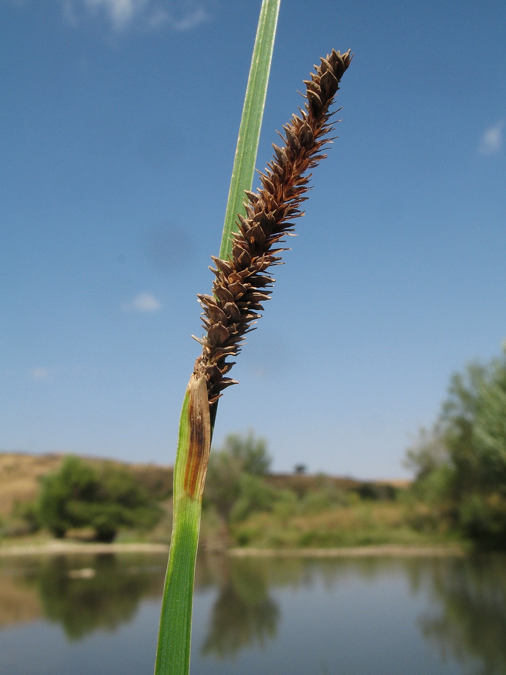 Изображение особи Carex acutiformis.