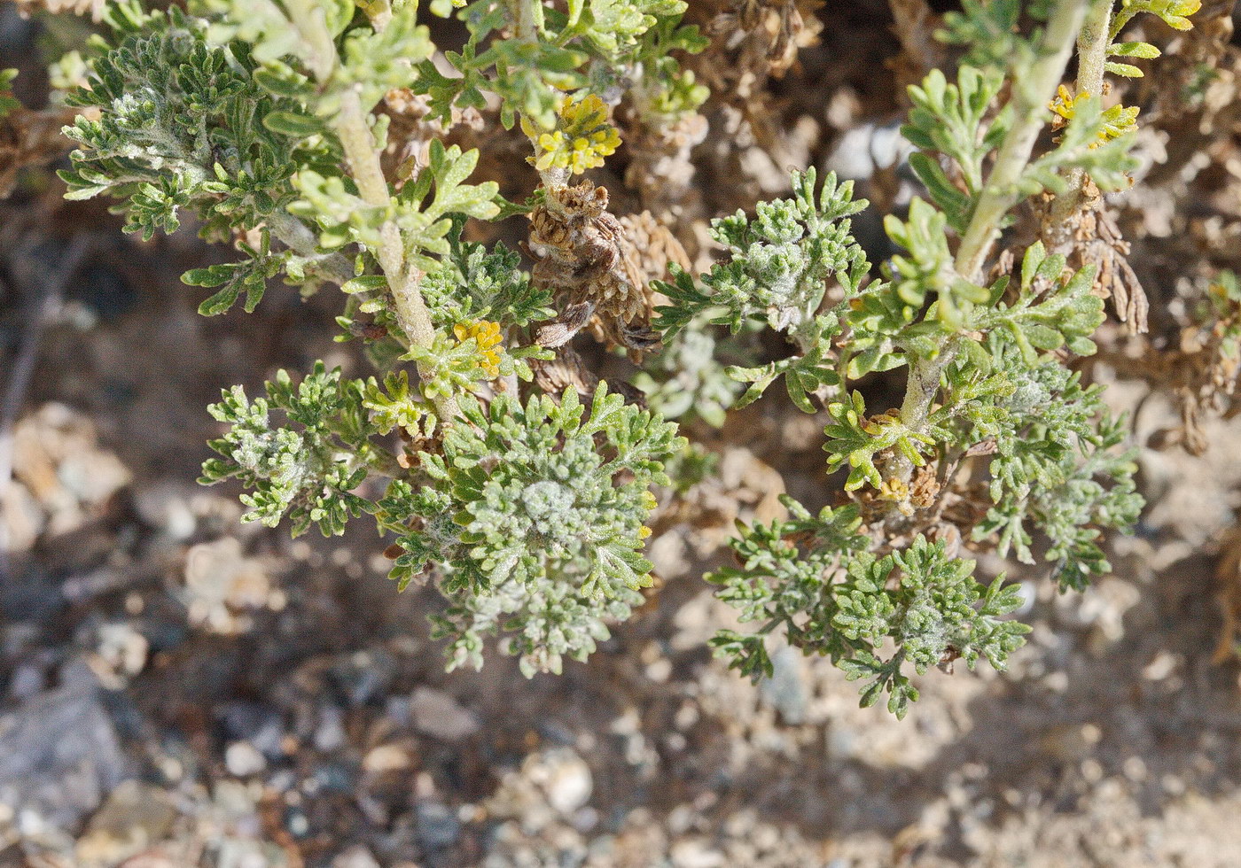 Изображение особи Artemisia viridis.