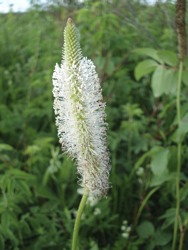 Изображение особи Plantago maxima.