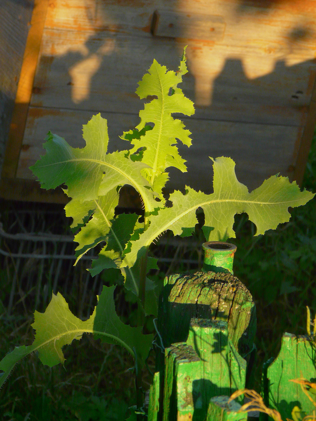 Image of Lactuca serriola specimen.