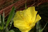 Oenothera macrocarpa