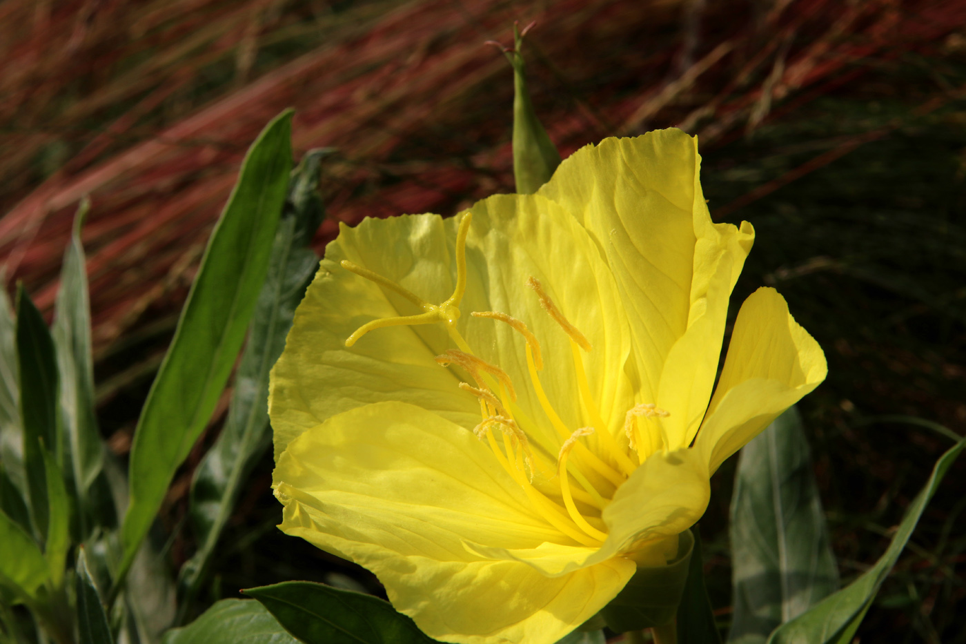 Image of Oenothera macrocarpa specimen.