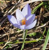 Crocus speciosus. Цветок. Республика Адыгея, Майкопский р-н, Кавказский биосферный заповедник, плато Лаго-Наки. 13.10.2021.