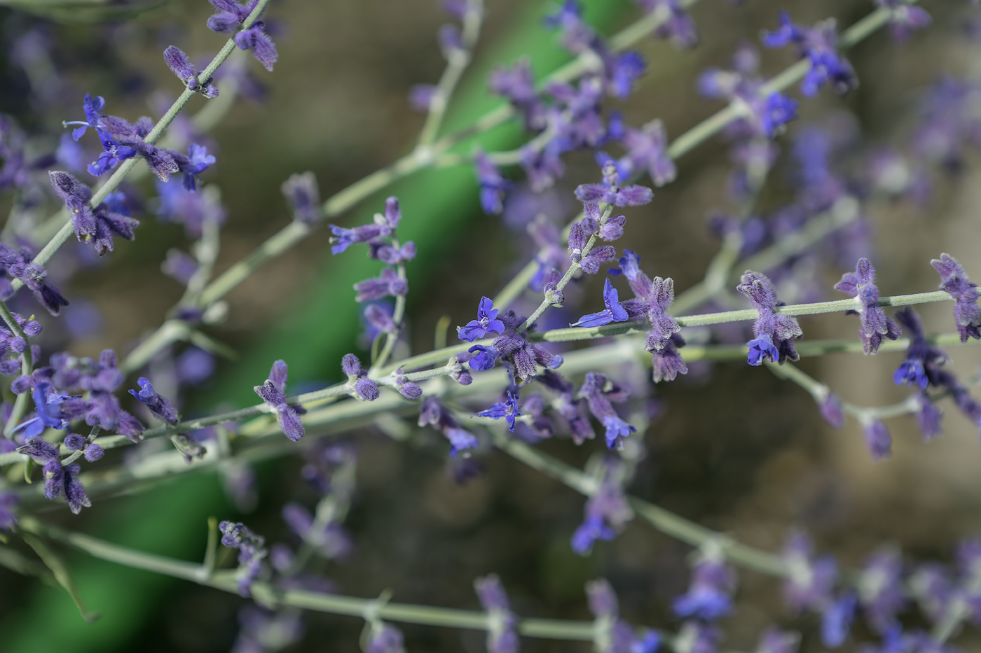 Изображение особи Perovskia atriplicifolia.