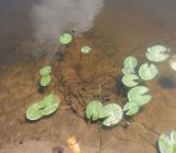 Nymphaea candida