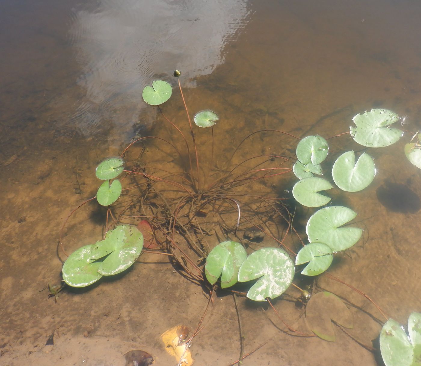 Image of Nymphaea candida specimen.