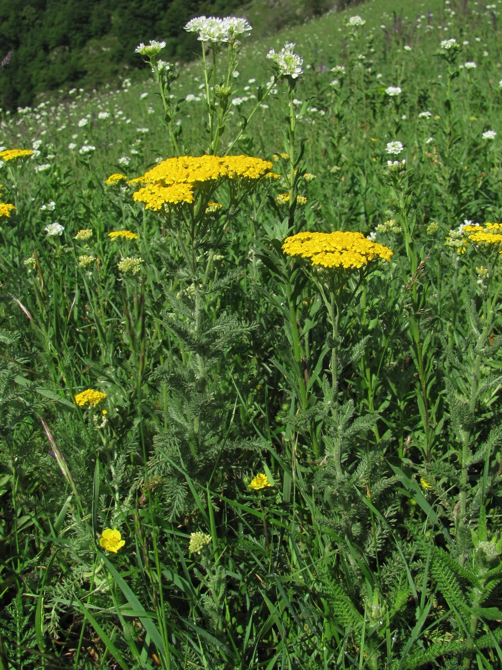 Изображение особи Achillea arabica.