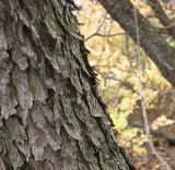 Cotinus coggygria