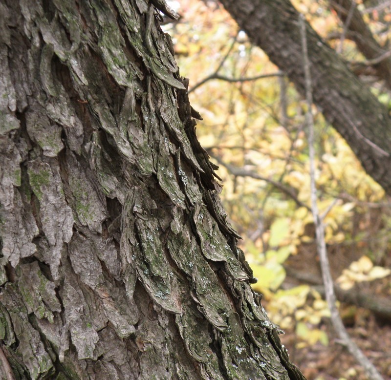 Изображение особи Cotinus coggygria.