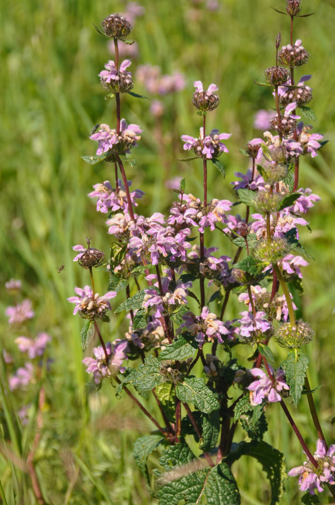 Image of Phlomoides tuberosa specimen.