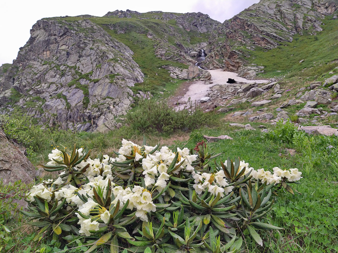 Изображение особи Rhododendron caucasicum.