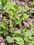 Symphytum grandiflorum. Цветущее растение. Абхазия, окр. г. Новый Афон, каменистый склон Иверской горы. 12.05.2021.