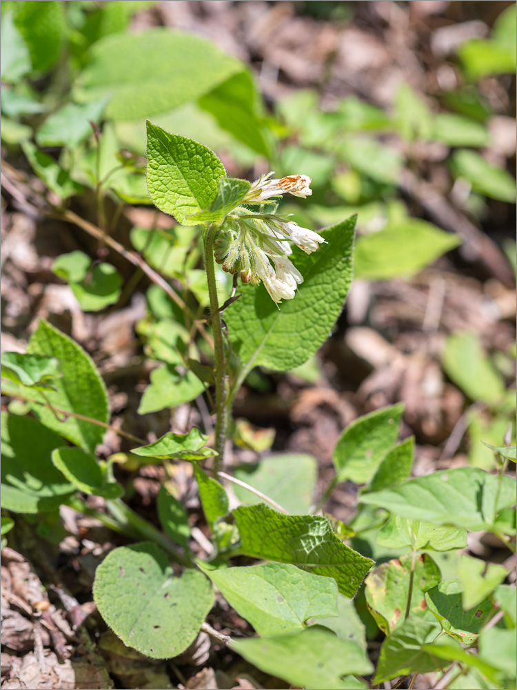 Image of Symphytum grandiflorum specimen.