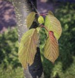 Cerasus sachalinensis. Листья в осенней окраске. Москва, ГБС, Японский сад. 31.08.2021.