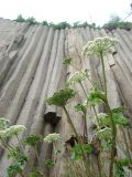 familia Apiaceae. Верхушка цветущего растения. Сахалинская обл., Южно-Курильский р-н, остров Кунашир, мыс Столбчатый. Июль 2008 г.