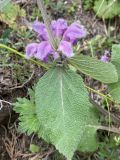 Phlomoides canescens