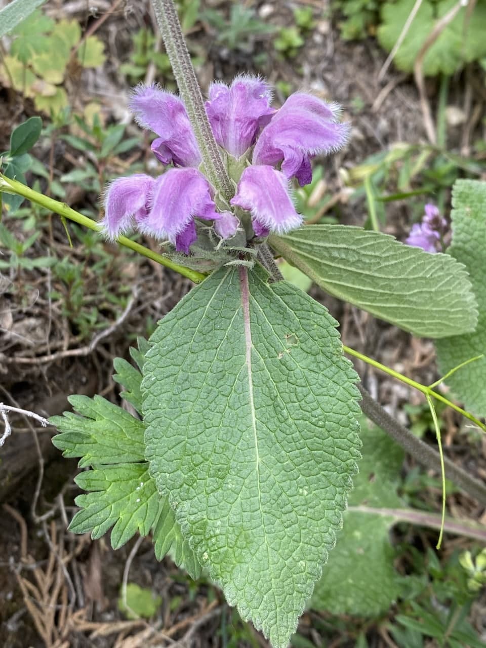 Image of Phlomoides canescens specimen.